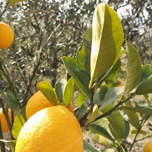 Limon